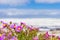 Pink coastal flowers on a beach in Cape Town South Africa