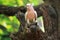 Pink cockatoo