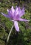 Pink colchicum `Waterlilly` after rain