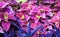 Pink coleus and purple tradescantia leaves
