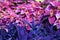 Pink coleus and purple tradescantia leaves