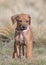 Pink collar Rhodesian ridgeback puppies at the age of 6 week showing her cute happy face