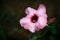 Pink color adenium flower with dark background