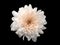 Pink color chrysanthemums flower isolated on black background. Minimalist still life