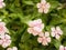 Pink color flower Cayenne Jasmine ,Periwinkle, Catharanthus rosea, Madagascar Periwinkle, Vinca, Apocynaceae springtime in garden