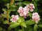 Pink color flower Cayenne Jasmine ,Periwinkle, Catharanthus rosea, Madagascar Periwinkle, Vinca, Apocynaceae springtime in garden