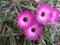 Pink color flower named livingstone daisy