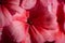 Pink color of flower petals Pelargonium zonale Willd. Macro photography