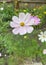 Pink color flower, sulfur Cosmos