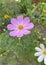 Pink color flower, sulfur Cosmos