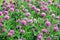 Pink color flowers of blooming clover on the field close up view