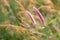 Pink color flowers of feather pennisetum or mission grass