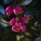 Pink color fruits of Lilly Pilly plant