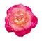 Pink color gradually fade in the middle makes this rose interesting and accentric  simultaneously