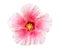 Pink color hibiscus flower top view isolated on white background, clipping path