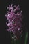 Pink color hyacinth flower isolated on black background.