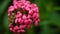 Pink color lantana flower