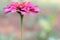 Pink color marigold flower macro photography