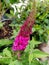 Pink color of `Miss Molly` butterfly bush