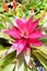 Pink color orchid as colorful pineapple tree is popular in Thailand for home decoration