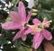 Pink color passion fruit flower