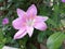 Pink color rain lily flower in a garden