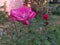 Pink color single rose with leaves in a garden