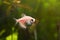 Pink color tetra Glofish breed, Gymnocorymbus ternetzi, colorful blue adult active and healthy freshwater characin female fish