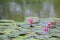 Pink color water lily on a pond with green leaves