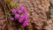 Pink colored alpine wild flowers growing between rock with melting water running down in early summer near Silvretta.