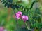 Pink colored Australian Indigo flowers, Indigofera australis, family fabaceae