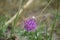 Pink-colored flower and delicate butterfly on a summer morning