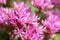 Pink colored flowers of Orphan sedum , closeup horizontal stock photo image background