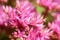 Pink colored flowers of Orphan sedum , closeup horizontal stock photo image background