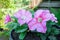 Pink colored Petunia flowers in a garden