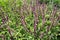 pink colored Salvia leucantha flower farm