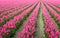 Pink colored tulip flowers in long converging rows