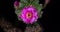 Pink Colorful Flower Timelapse of Blooming Cactus Opening