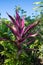 Pink colorful foliage of cordyline plant on Upolu Island, Samoa, South Pacific