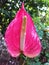 Pink colour anthurium flower with water drop