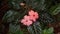 Pink colour beautiful kudalu flower with shing leaves