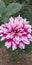 Pink colour flower dahlia showing combo of white and pink