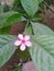 Pink colour flower, simple flower, nature photography