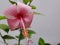 Pink colour hibiscus plant