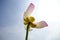 Pink colour lotus petal flourishing flower