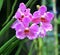 Pink colour orchid with green background