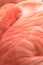 Pink coloured cuban flamingo close-up