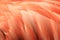 Pink coloured cuban flamingo feathers