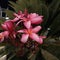 Pink coloured frangipani plumeria or Champa flowers having a great fragrance