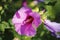 Pink coloured, hibiscus blossom in detail in hibiscus shrub